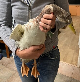 Indický běžec - 2