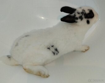 Zakrslý králíček bez PP sameček Apollo - 2