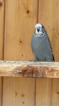 mladé andulky neobvyklé barvy - 2