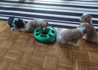 Kavalír King Charles Španěl - 2