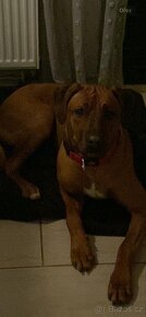 Rhodesky rydgeback - 2