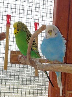 Andulka vlnkovaná - 2