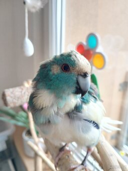Kakariki - 2