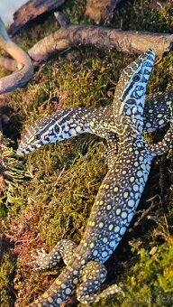 Varanus niloticus - 2
