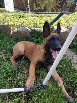 🐾 Anubis – jemný mazlík Malinois s PP hledá svůj tým 🐾 - 2