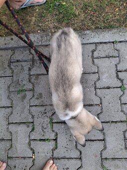 Sibiřský husky - Kluk - 2