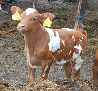 Prodám jalovici Jersey × Angus – 13 000 Kč - 2