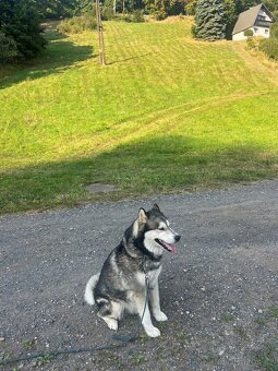 Aljašský malamut do dobrých rukou - 2