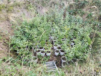 Slivoň švestka - 2