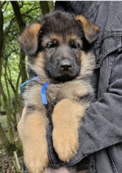 Německý ovčák- krásná štěňátka s PP typ Rex - 2