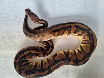 Krajta královská - 2
