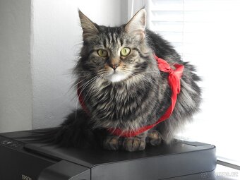 Maine Coon Cat Mainská Mývalí na prodej - 2