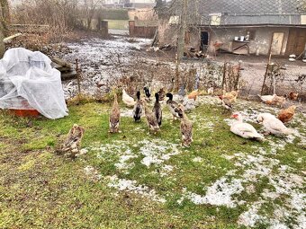 Indický běžec - 2