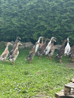 Indický běžec - kachny, kačeři - 2