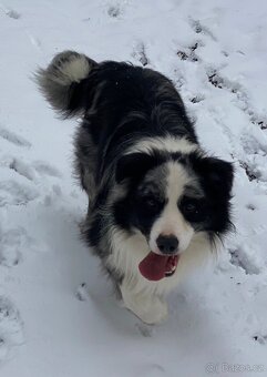 Border kolie - krytí ( PP FCI ) - 2