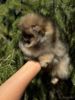 Pomeranian Super Mini fenečka PP FCI - 2