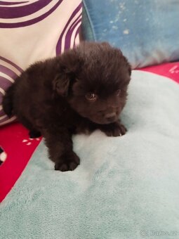 Pomeranian - 2
