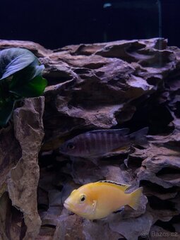 Akvarium s tlamovci a prislusenstvim - 2