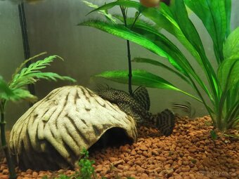 Ancistrus - 2