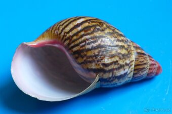 Achatina marginata saturalis - 2