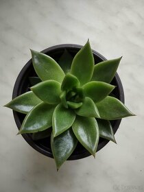 Echeveria agavoides Ebony - 2