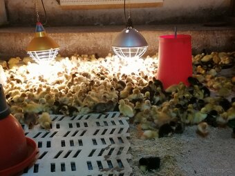 Káčata, housata, brojlerová kuřata a kalimera - 2