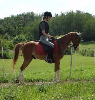 Welsh pony do sportu - 2