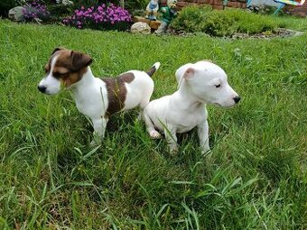 Štěňátka Jack Russell teriér - 2