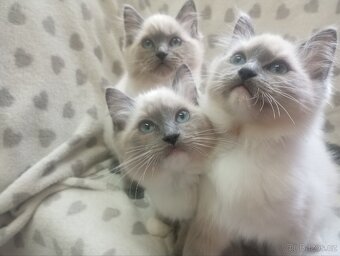 🐾 Čistokrevná Ragdoll koťátka s PP – ihned k odběru 🐾 - 2