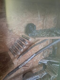 Osmak degu - 2