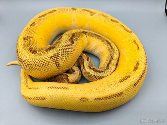 Krajta královská (Python regius) - subadult/adult - 2