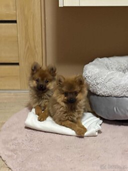 Oranžový Špic ( pomeranian ) - 2