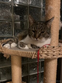 Daruji 8 letou kočičku - 2