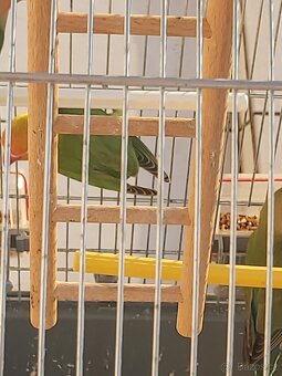 Prodám papousky - 2