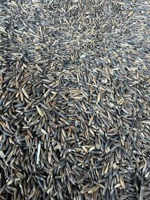 Černý oves, krmení, obilí, krmivo - 2