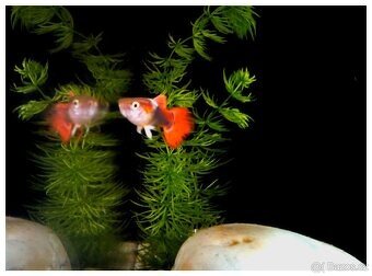 Poecilia Reticulata perleťové ČERVENOPLOUTVÉ - VEL L, XL. - 2