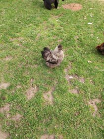 Nasadova vejce hedvábnička - 2