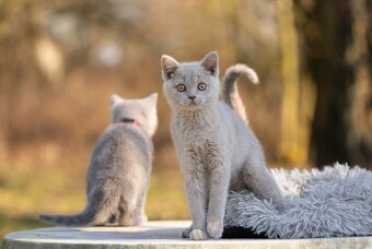 Britská koťata bez PP - 2