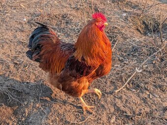 kohout hempšír - 2