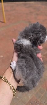 Ragdoll - 2