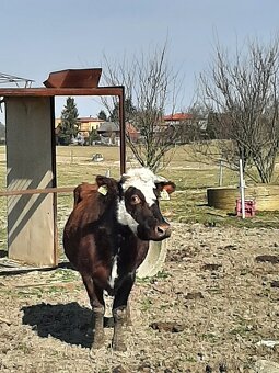 Normandka - 2