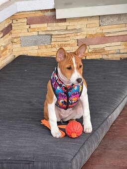 Basenji - 2