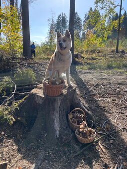 Poptávání krytí Akita Inu - 2