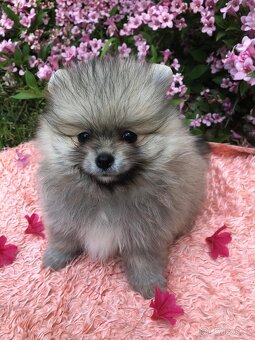 Pomeranian s p.p - 2
