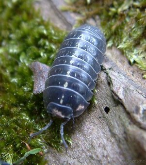 Armadillidium vulgare & Porcellio scaber - 2