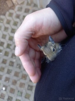Osmák Degu - letošní mláďata - 2