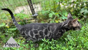 Bengalska koťata, kocourek, bengal s PP - 2