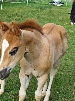 Quarter horse hřebeček - 2