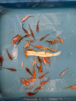 Koi kapr - 2