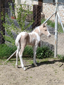 letošní kobylka pony -zadám - 2